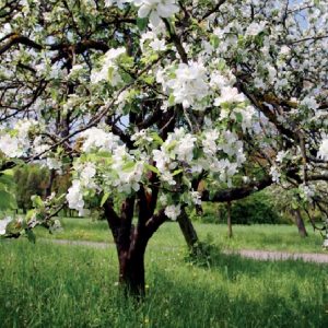 весна в саду