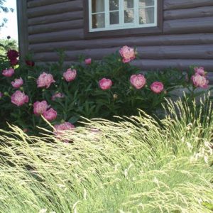 травы в саду