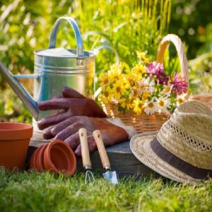 лето в саду