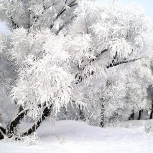 зима в саду