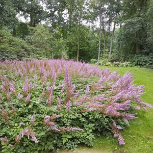 ботанический сад Бремен